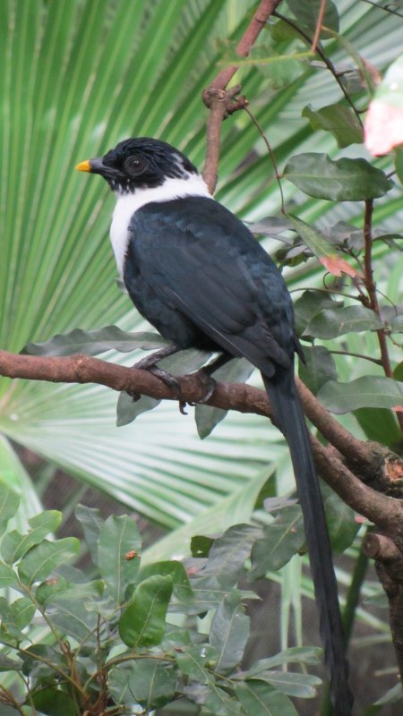 Ktoś tu pił sok pomarańczowy