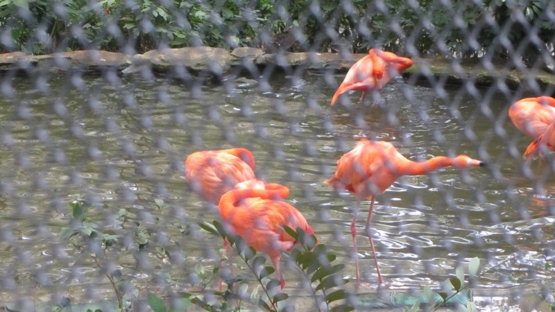 Lemingi czy jakoś tak