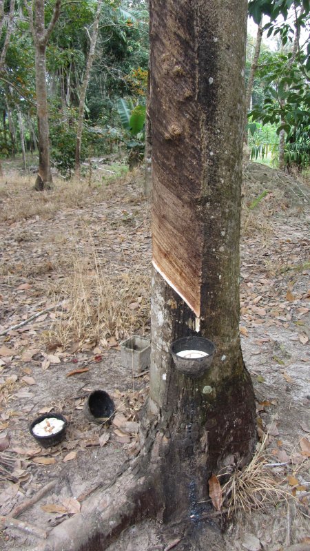 Elegancki sposób na wyciągnięcie kauczuku